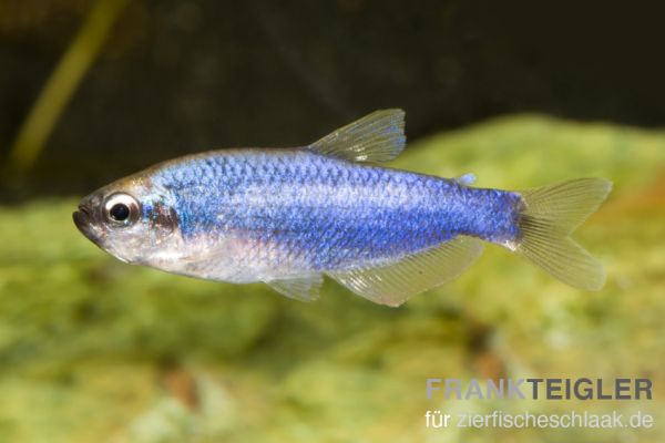 Königssalmler °blue° - Inpaichthys kerri